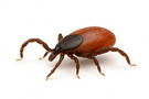 Deer Tick