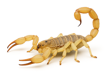 Desert Hairy Scorpion