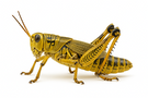 Differential grasshopper