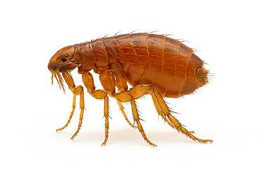 Dog Flea