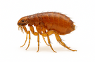 Dog Flea