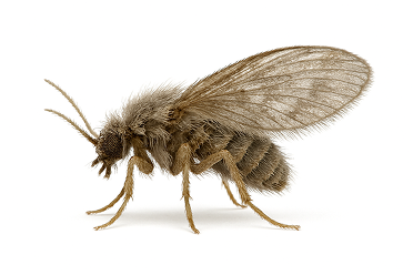 Drain Fly