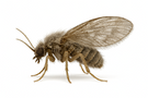 Drain Fly