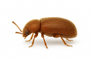 Drugstore Beetle