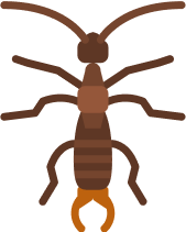 EARWIGS