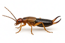 European Earwig
