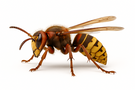 European Hornet