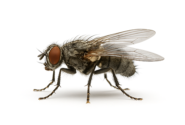 Face Fly