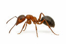 Field Ant