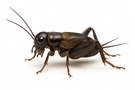 Field Cricket