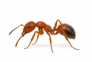 Fire Ant