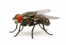 Flesh Fly