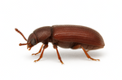 Flour Beetle