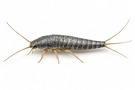 Four-Lined Silverfish
