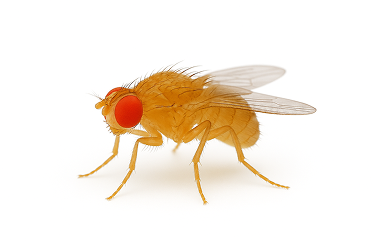 Fruit Fly