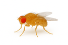 Fruit Fly
