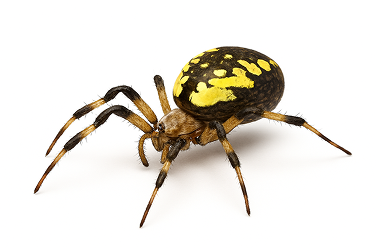 Garden Spider