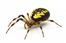 Garden Spider