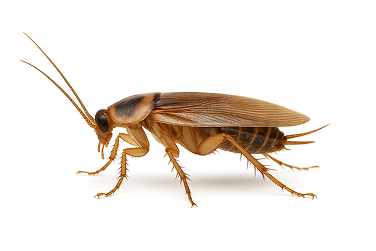 German Cockroach