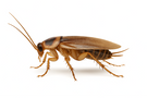 German Cockroach
