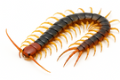 Giant Desert Centipede