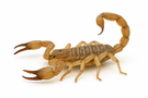 Giant Hairy Scorpion