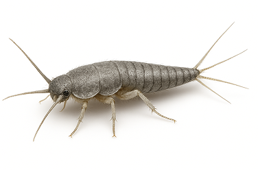 Gray Silverfish