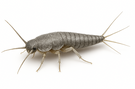 Gray Silverfish
