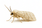 Gypsy Moth