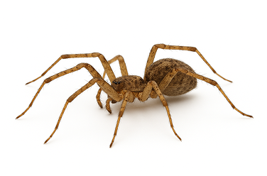 Hobo Spider