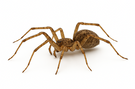 Hobo Spider