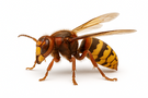 Hornet