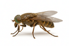 Horse Fly