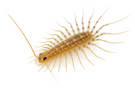 House Centipede