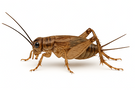 House Cricket