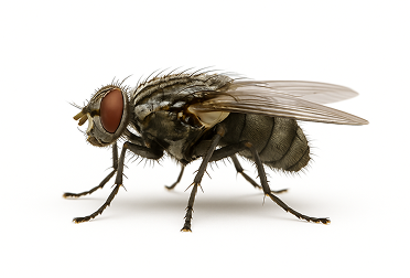 House Fly