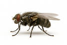 House Fly
