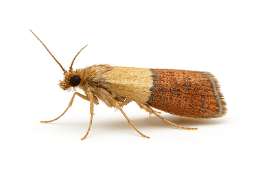 Indian Meal Moth