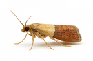 Indian Meal Moth