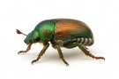 Japanese Beetle
