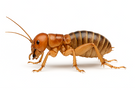 Jerusalem Cricket