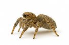 Jumping Spider