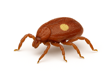 Lone Star Tick