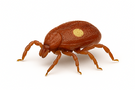 Lone Star Tick