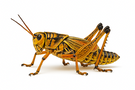 Lubber grasshopper