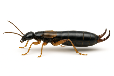 Maritime Earwig