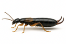 Maritime Earwig