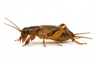Mole Cricket