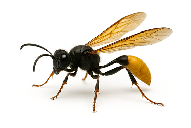 Mud Dauber