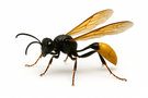 Mud Dauber